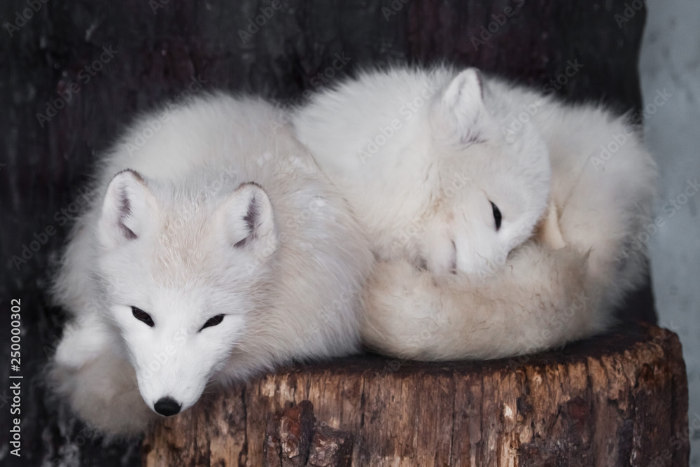 a pair of arctic foxes in white winter fur against a dark background lie on top of each other mio curled up.