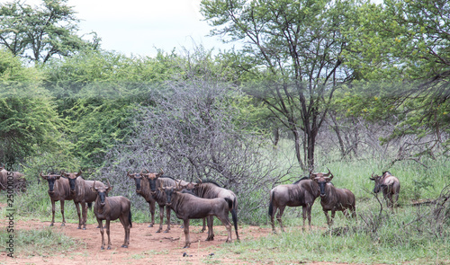 wildebeest herd in South African bush veld safari