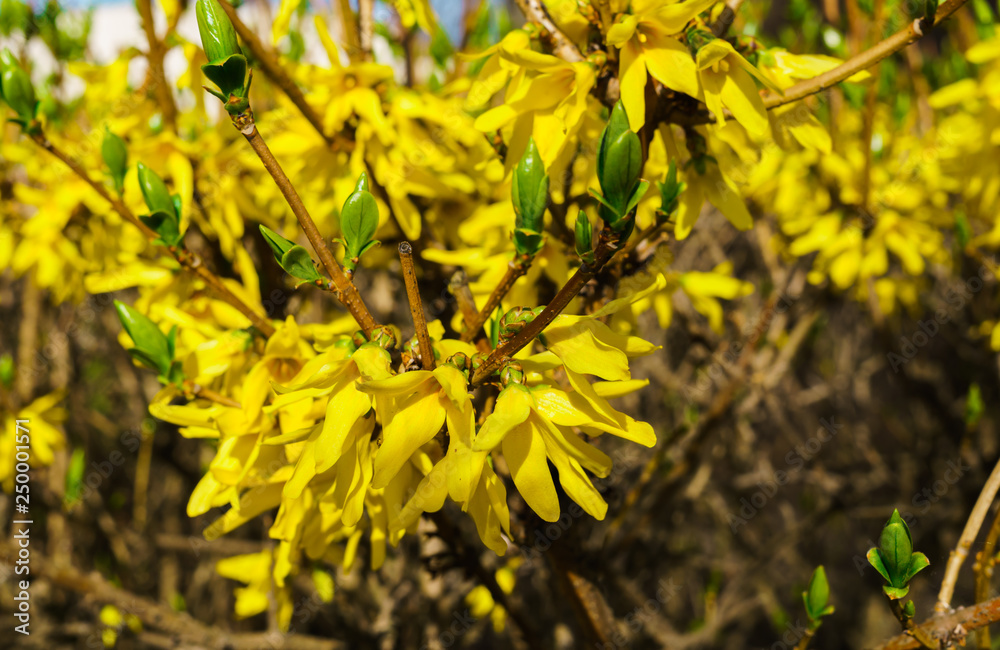 Yellow flowers Forsythia in early spring on bare branches without leaves. Yellow flowers Forsythia in early spring on bare branches without leaves.