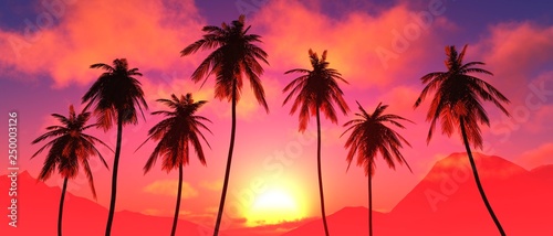 Palm trees at sunset  coconut palm trees against the sunset sky with clouds  palm trees dragging at sunrise