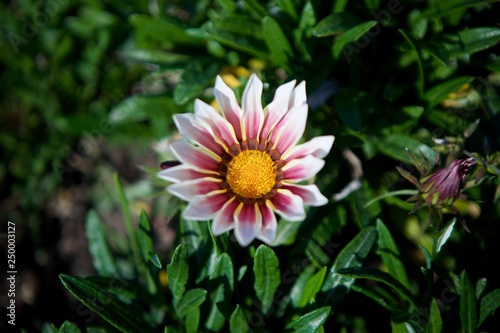 Flower pink Daisy close-up.