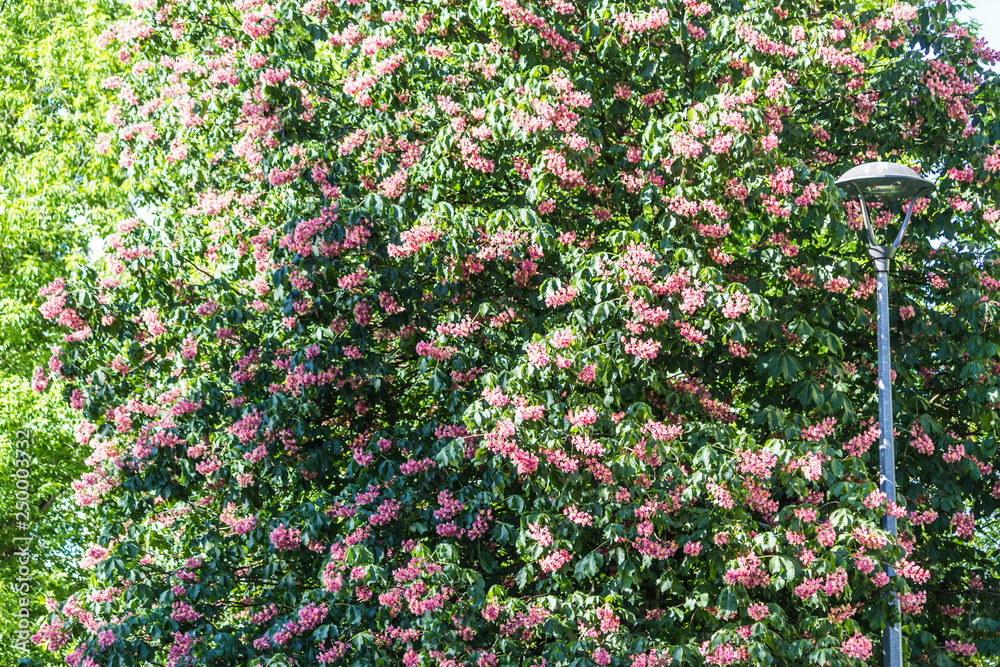 Sunny spring day. Tree shadow on fresh green grass. Background for a site about parks, nature, seasons. Sunny spring day. Tree shadow on fresh green grass. Background for a site about parks, nature, seasons.