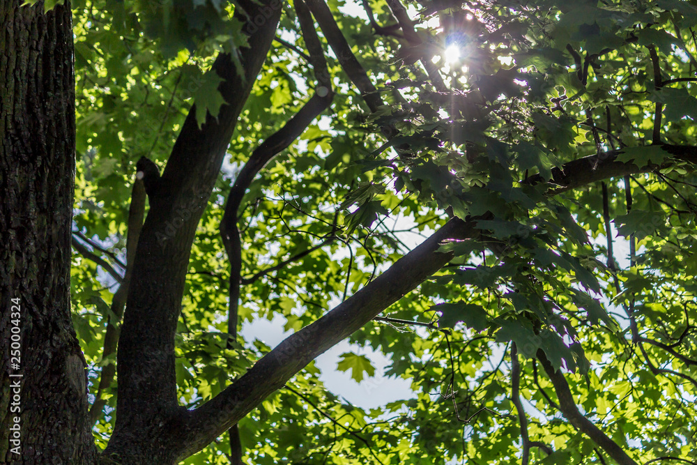 Fototapeta premium Sunny spring day. Gray trunk, twigs and fresh green foliage of maple. Site about parks, nature, seasons.