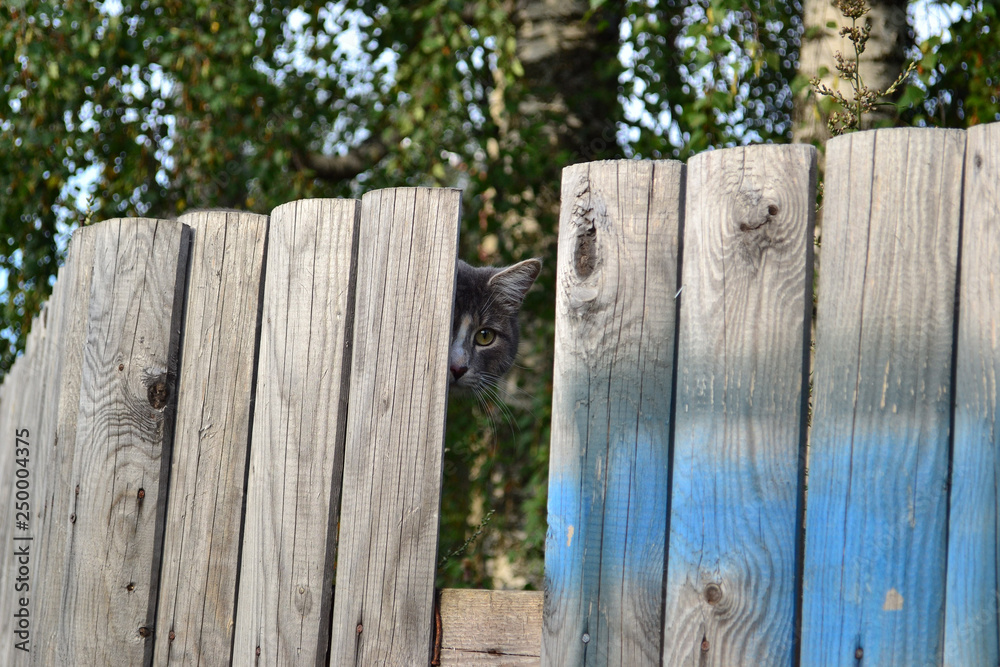 The face of a street gray cat peeks out of a wooden fence from a rough board. On the back blurred background green leaves of trees