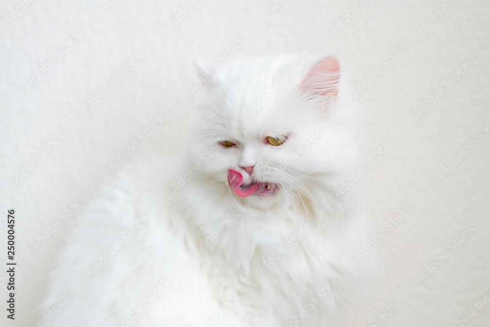 White furry persian cat washes his flat face