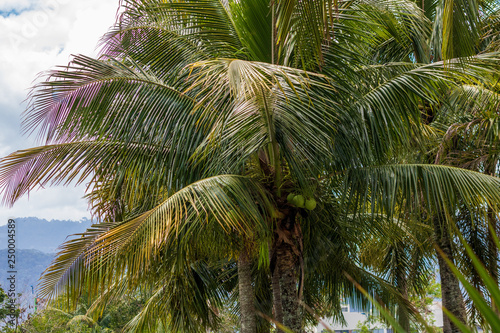 coconuts on the palm tree on Rio de Janeiro Brazil