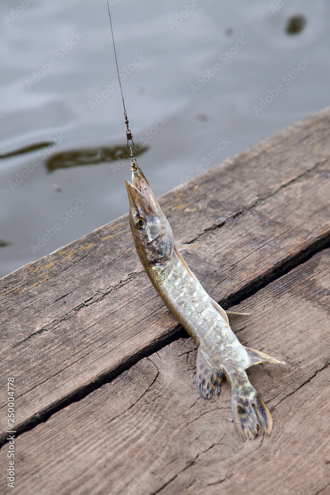Close up view of big freshwater pike with fishing bait in mouth lies on  vintage wooden background.. Stock Photo