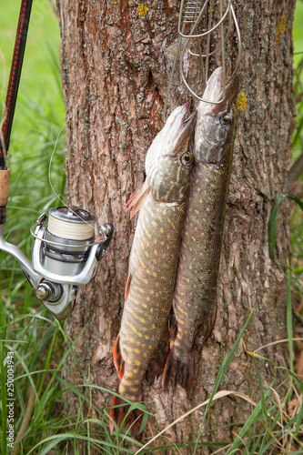 Good catch. Two freshwater pike fish on fish stringer on natural background..