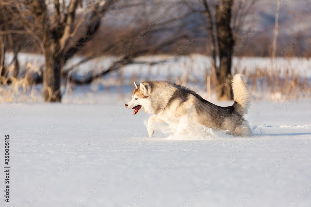 Crazy, happy and funny beige and white dog breed siberian husky jumping and running on the snow in the winter field.