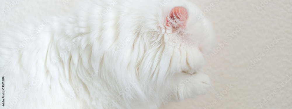 White furry persian cat washes his flat face White furry persian cat washes his flat face