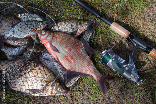 Big freshwater common bream fish and fishing rod with reel on landing net.