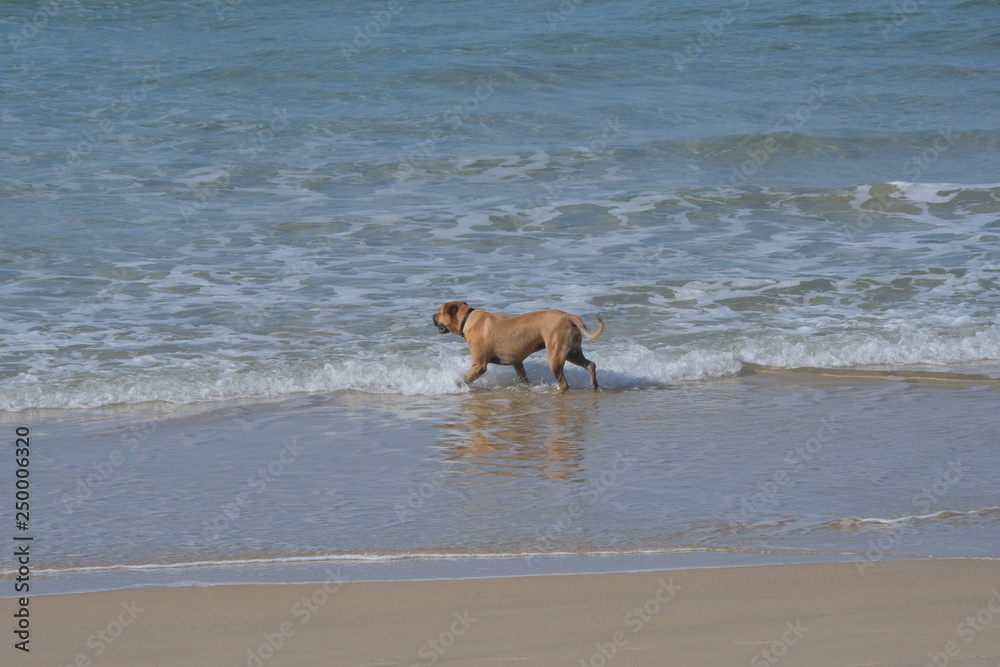 A dog walking on the beach and in the ocean A dog walking on the beach and in the ocean