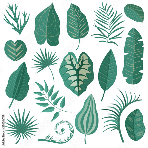 Collection of green tropical leaves  palm tree branches  banana leaf and exotic rainforest leaves in cartoon style. Botanical set with summer Hawaiian paradise plant elements  jungle floral foliage.