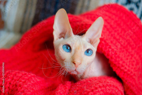Hairless cat Don Sphynx breed with pink naked skin and blue eyes warms up in red knitted sweater.