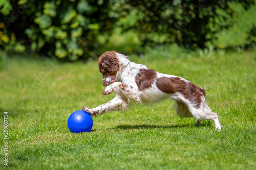 Cute young Springer Spaniel having fun playing with a blue ball on the lawn