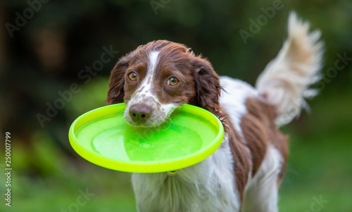 Cute little English Springer Spaniel with wagging tail fetching a yellow flying disc. photo