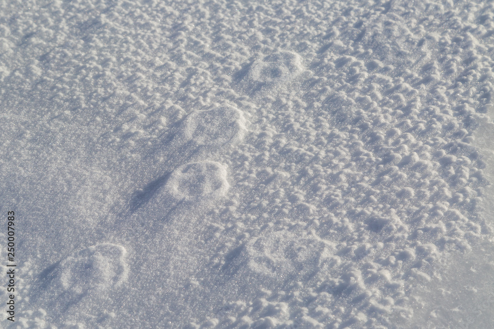 Paw print reliefs of a lone animal walking across the snow Paw print reliefs of a lone animal walking across the snow