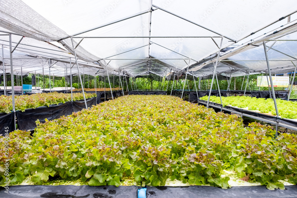 Farming organic plant green oak lettuce in plantation