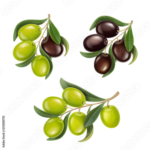 Olive branches realistic set. Black and green olives illustration