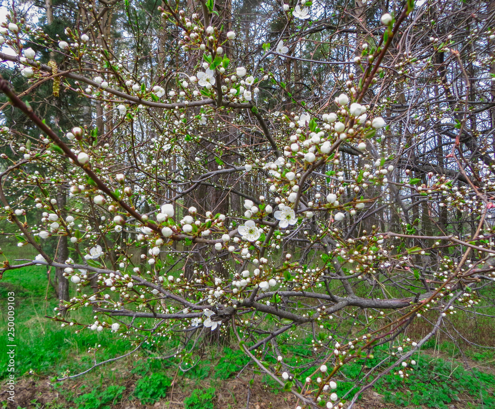 Snow-white branches of blooming cherry plum, in the spring garden. Snow-white branches of blooming cherry plum, in the spring garden.