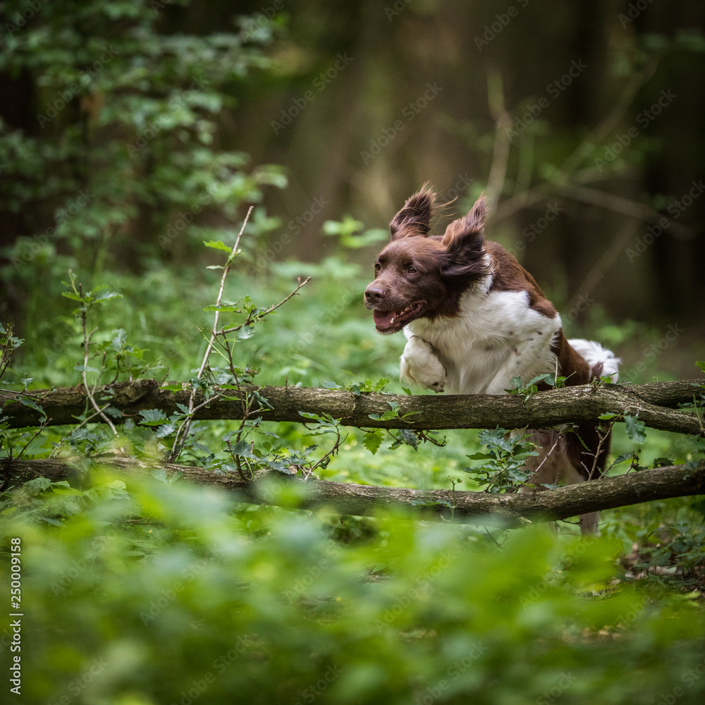 Cute dog running outdoors in a forest