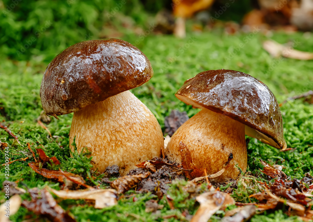 Mushrooms in autumn forest scene. Two mushrooms in autumn forest. Autumn forest mushroom family view Mushrooms in autumn forest scene. Two mushrooms in autumn forest. Autumn forest mushroom family view