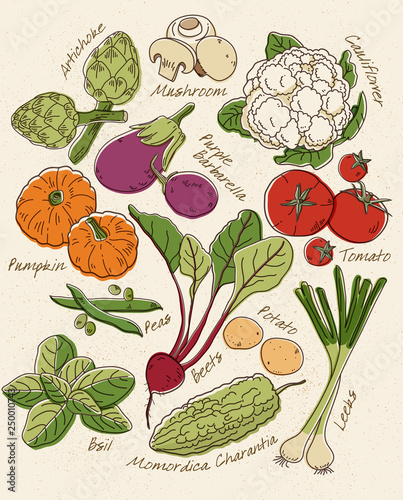 Fresh Vegetables vector background.