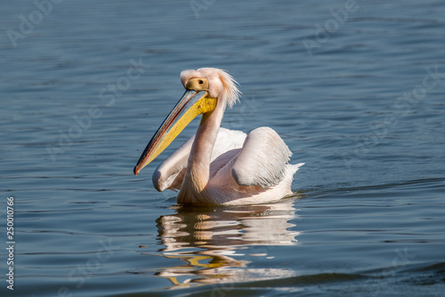 Pink Pelican  Pelecanus onocrotalus  in the wild.Disappearing species of feathered animals.