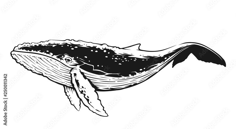 Whale Black and White Contrast Vector Art Whale Black and White Contrast Vector Art