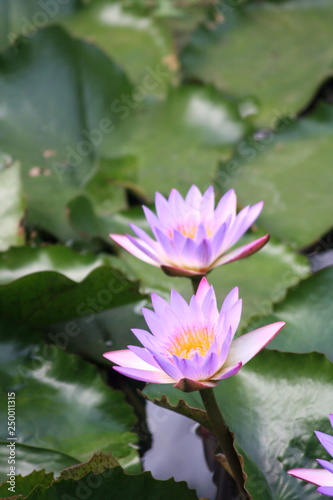 Asian Water Lotus