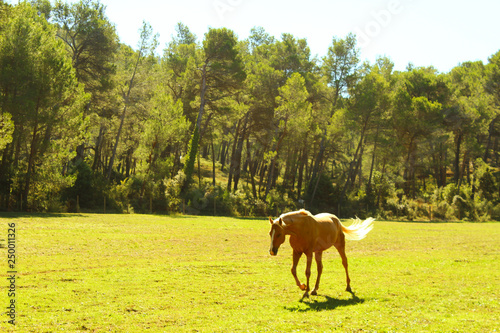 Pferd auf der Weide
