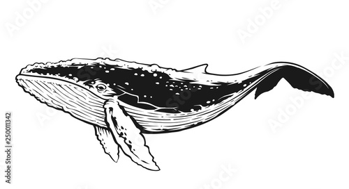 Whale Black and White Contrast Vector Art