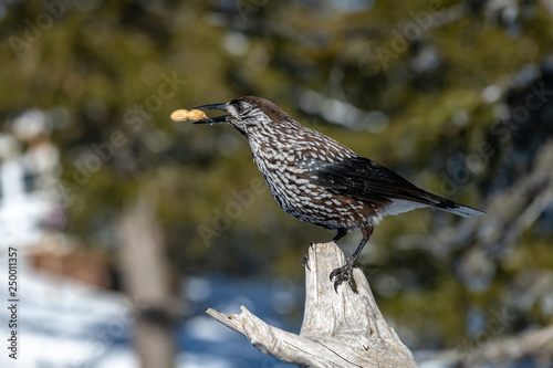 Spotted Nutcracker (Nucifraga caryocatactes) with a nut in her beak photo