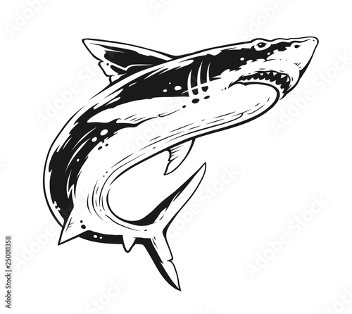 Shark Black and White Contrast Vector Art