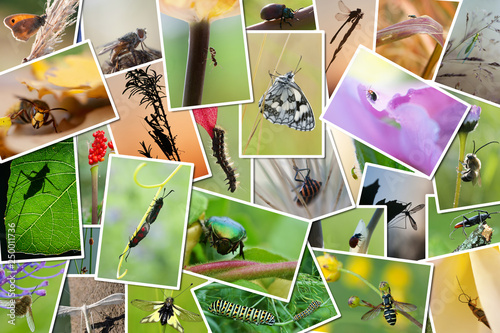 pêle-mêle de photos d'insectes photo