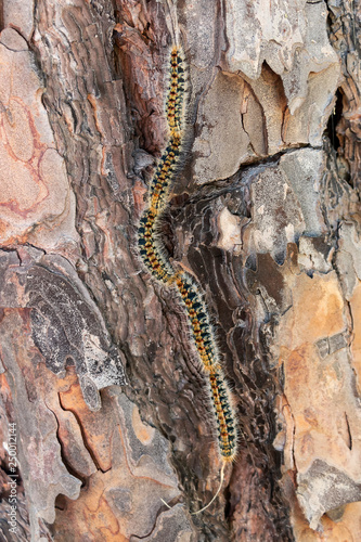 Pine processionary going down by bark of pine tree photo