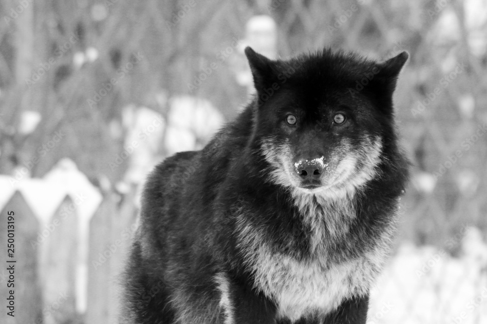 Angry black wolf in the wild in winter Stock Photo Adobe Stock