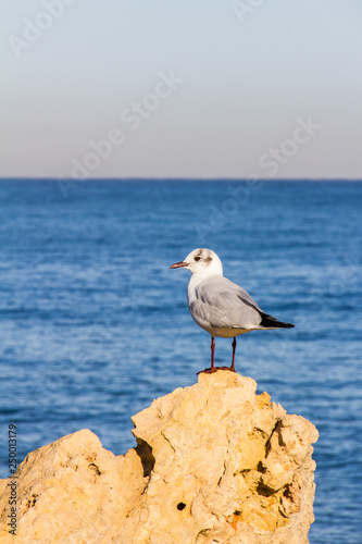 A seagull on a rock with the sea in the background