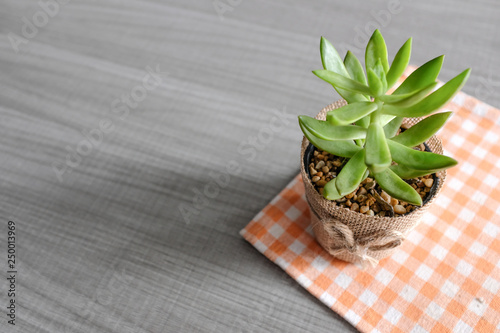 Top view perspective of cactus on white and orange tea towel on gray wooden o...