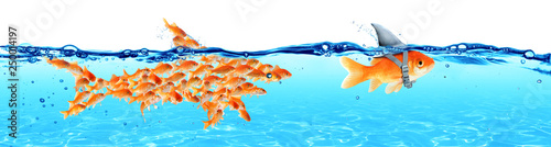 Business - Leadership And Teamwork Concept - Goldfish With Fin Shark And Followers Group Of Small Fishes