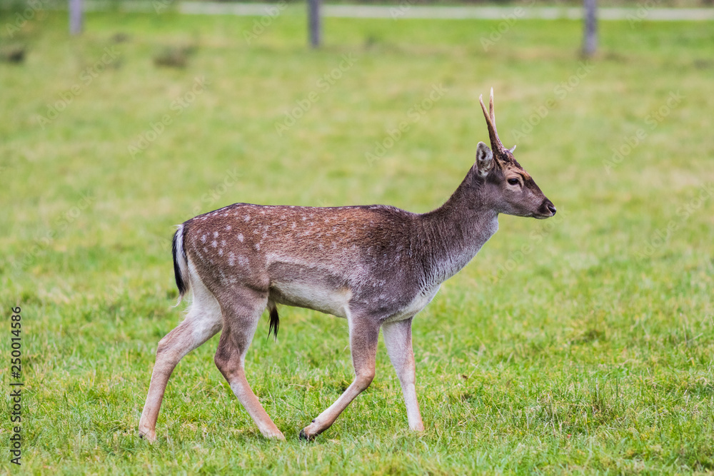Fototapeta premium European red deer in the forest