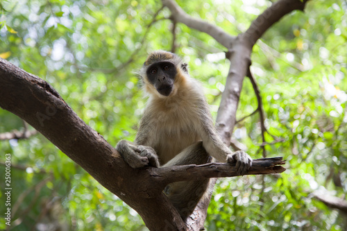  A monkey sitting on the knees.