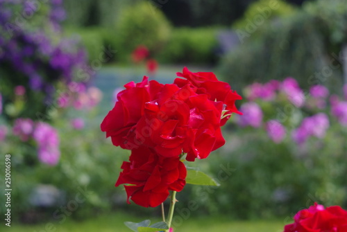 the Rose