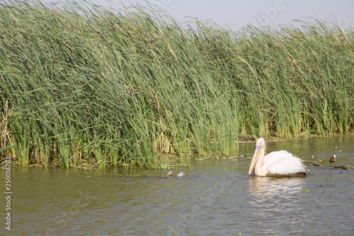 White cormorant loating on the river photo