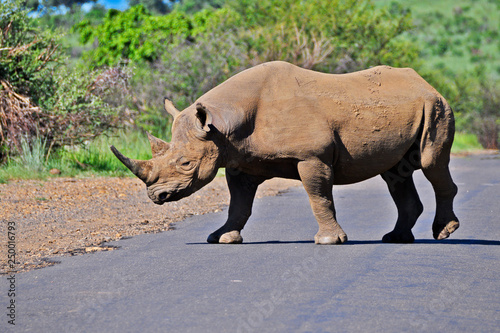 Black Rhinoceros moving hurriedly across the road into the thickets on the opposite side