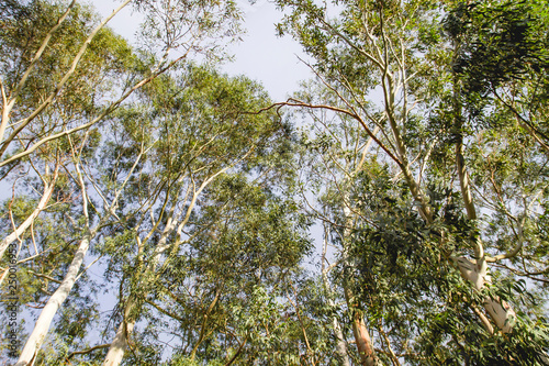Big eucalyptus trees
