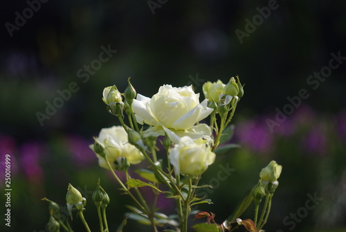 the Rose