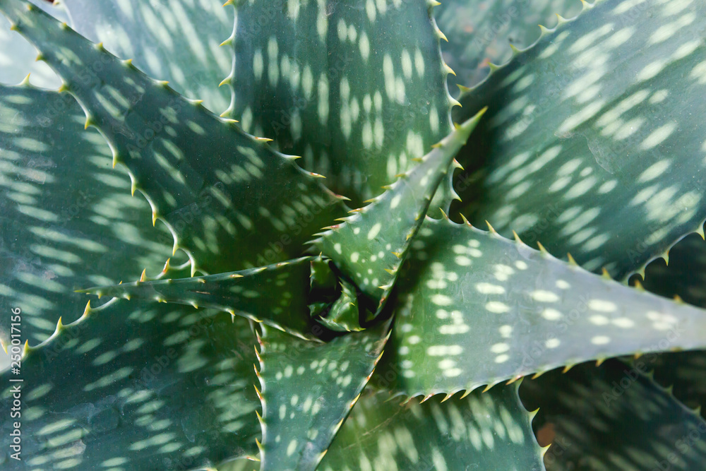 Aloe vera plant close up