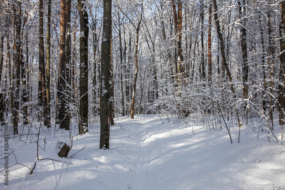 Winter nature Winter nature