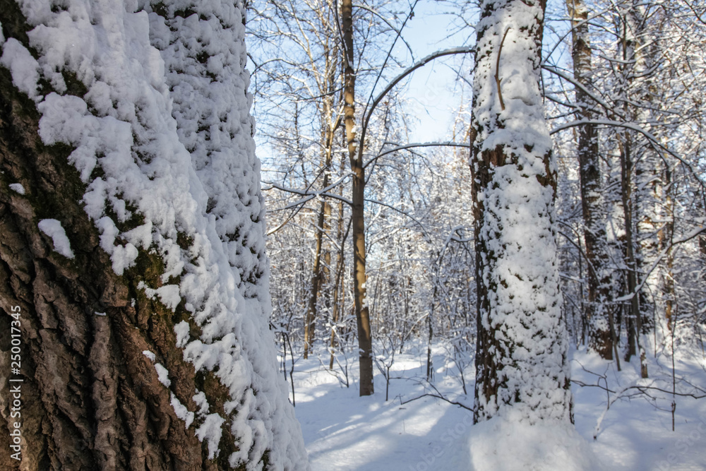 Winter nature Winter nature